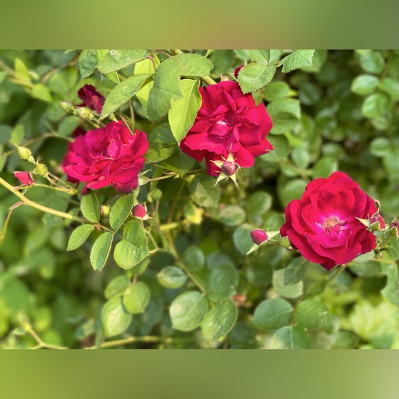 sugar scrubs gift pkg w essential oils, for mom, sis, daughter, etc, custom - Picture 8 of 16